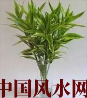 湛江十二生肖养什么植物最旺财运？你知道吗！